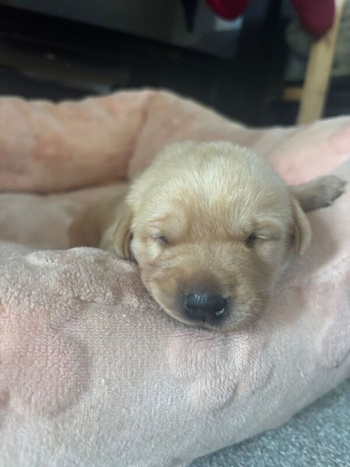 Labrador Retriever puppies for sale in Ely, Cambridgeshire – 2 weeks old