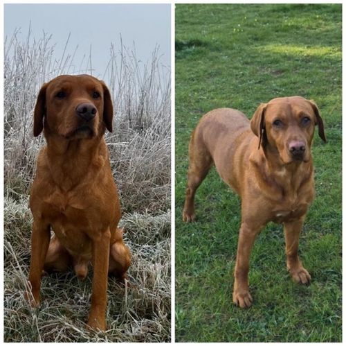 Fox Red Labrador Puppies for Sale
KC Registered | Experienced Breeders for sale in High Wycombe, Buckinghamshire