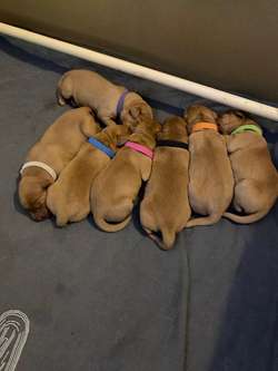 Fox Red Labrador Puppies for Sale
KC Registered | Experienced Breeders for sale in High Wycombe, Buckinghamshire | Image 2