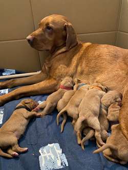 Fox Red Labrador Puppies for Sale
KC Registered | Experienced Breeders for sale in High Wycombe, Buckinghamshire | Image 3