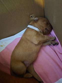 Fox Red Labrador Puppies for Sale
KC Registered | Experienced Breeders for sale in High Wycombe, Buckinghamshire | Image 4