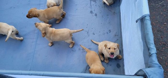 Labrador Retriever puppies for sale in County Antrim – KC registered, 7 weeks old - Image 1 of 6
