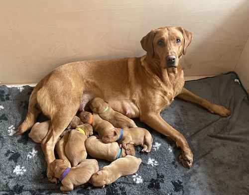 Labrador Puppies, Fox Red, KC Registered, Health Checked for sale in St Helens, Merseyside