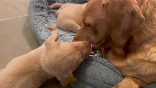 Fox Red Labrador Puppies, KC Registered, Health Checked for sale in St Helens, Merseyside