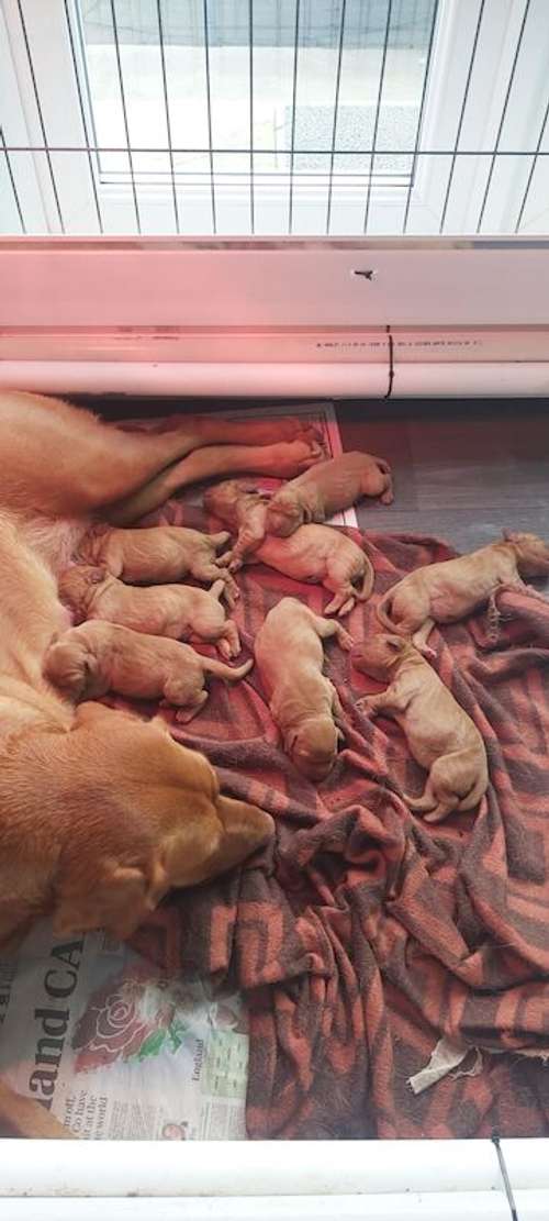 Fox Red Labrador puppies looking for their forever homes for sale in Preston, Lancashire