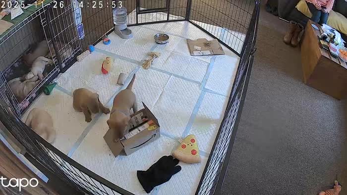 Labrador Retriever puppies for sale in Carlisle, Cumbria – KC registered, 5 weeks old