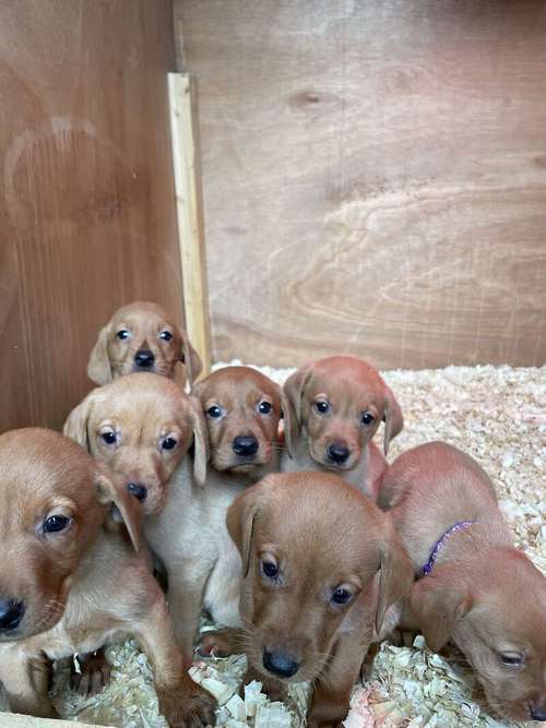 Fox red Labrador puppy for sale in Carlisle, Cumbria