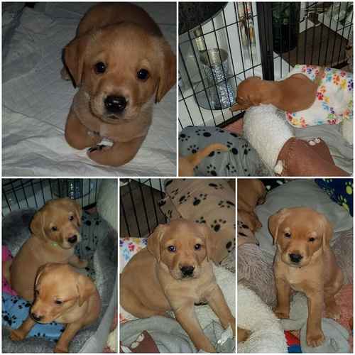 Fox Red labrador pups. £650 for sale in Washington, Tyne and Wear