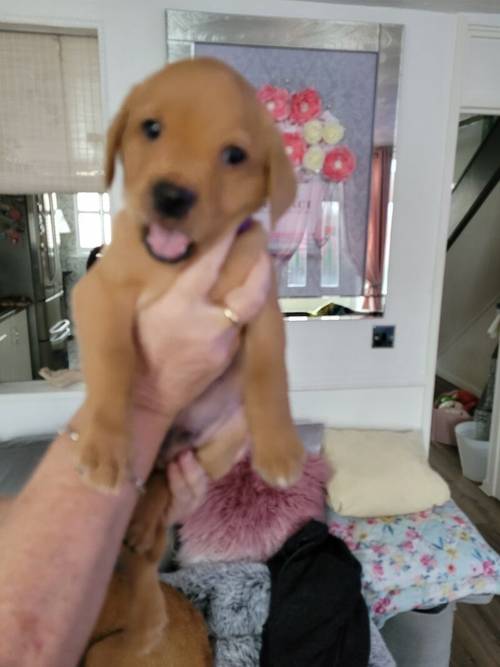 Fox Red labrador pups. £650 for sale in Washington, Tyne and Wear - Image 4