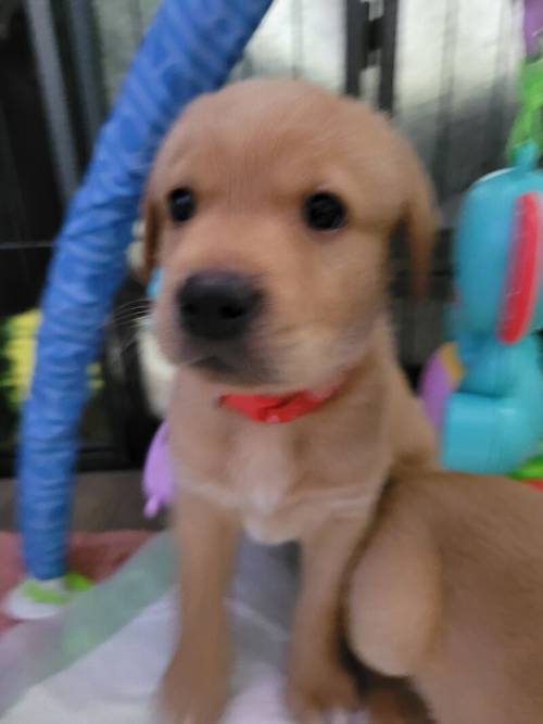 Fox Red labrador pups. £650 for sale in Washington, Tyne and Wear - Image 8