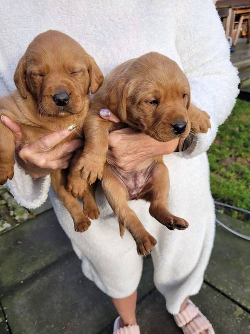 Fox Red labrador pups for sale in New Cumnock, East Ayrshire - Image 3