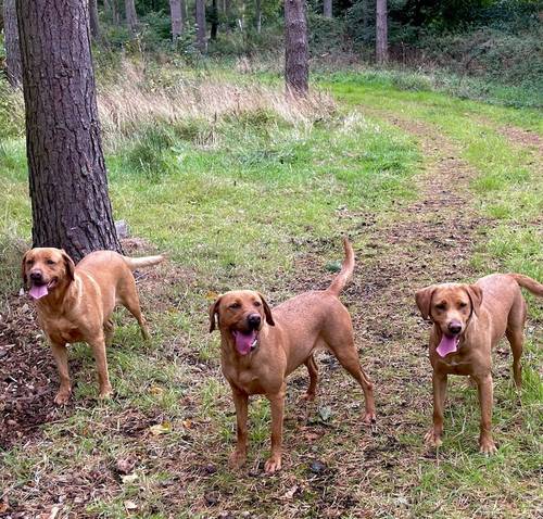 Fox Red Labrador Pups for sale in East Lothian - Image 8