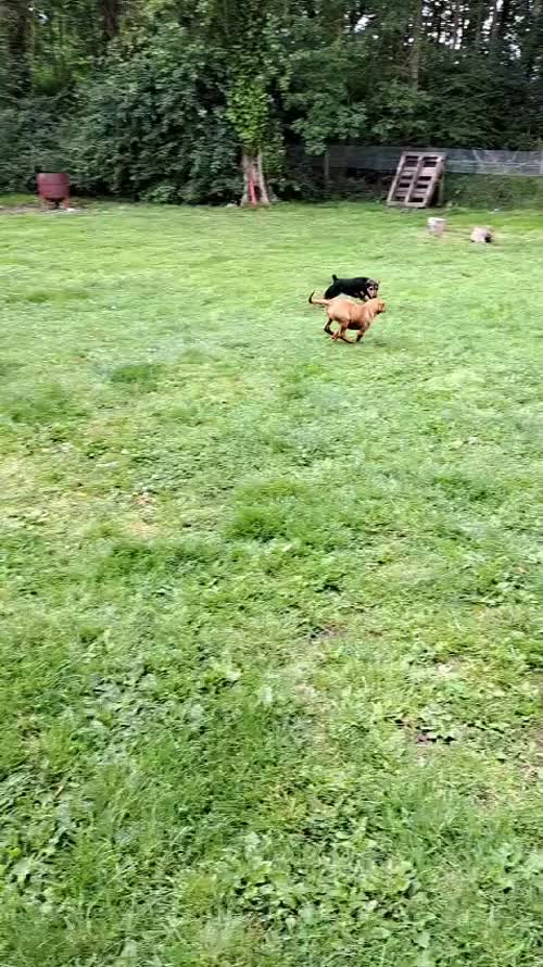 Fox Red Labrador pups for sale in Newark-on-Trent, Nottinghamshire