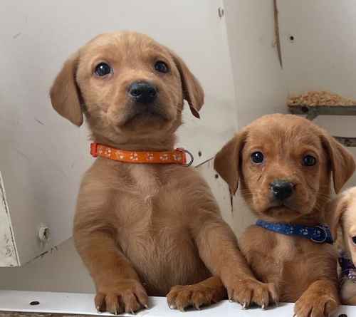 Fox red Labrador pups 4 males available for sale in Ely, Cambridgeshire