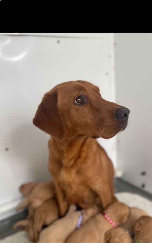 Fox red Labrador pups 4 males available for sale in Ely, Cambridgeshire