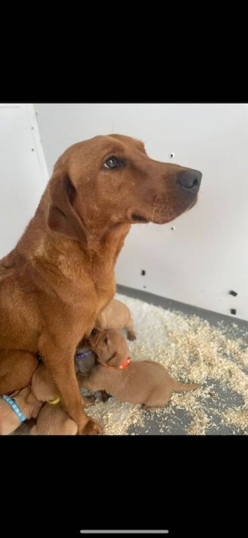 Fox red Labrador pups 4 males available for sale in Ely, Cambridgeshire - Image 2