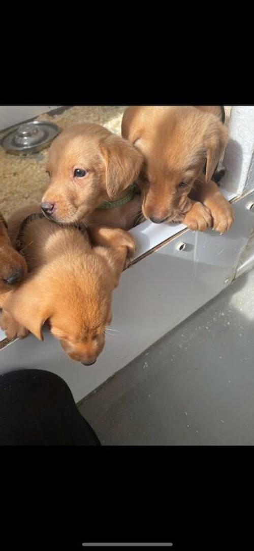 Fox red Labrador pups 4 males available for sale in Ely, Cambridgeshire - Image 3