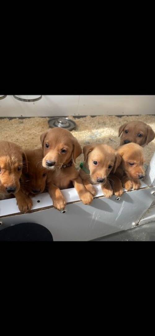 Fox red Labrador pups 4 males available for sale in Ely, Cambridgeshire - Image 4