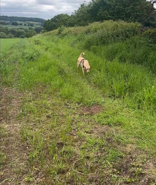 Fox red labrador retriever for sale in Dudley, West Midlands - Image 3