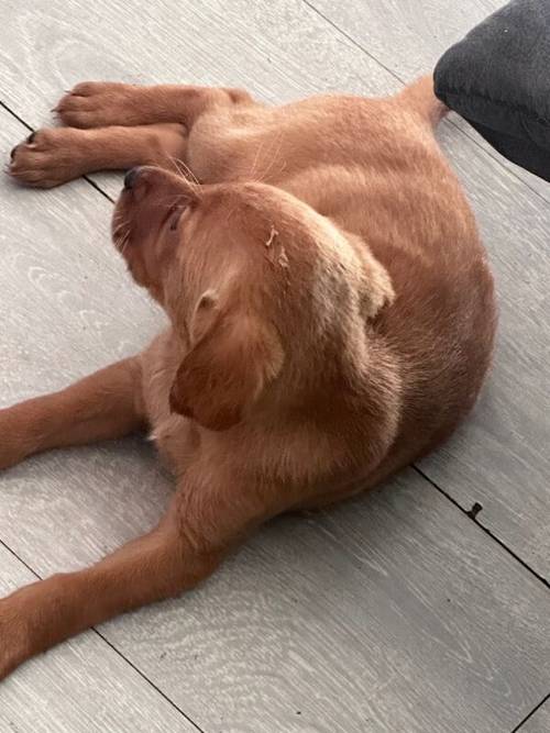 Fox red labrador retriever for sale in Dudley, West Midlands - Image 7