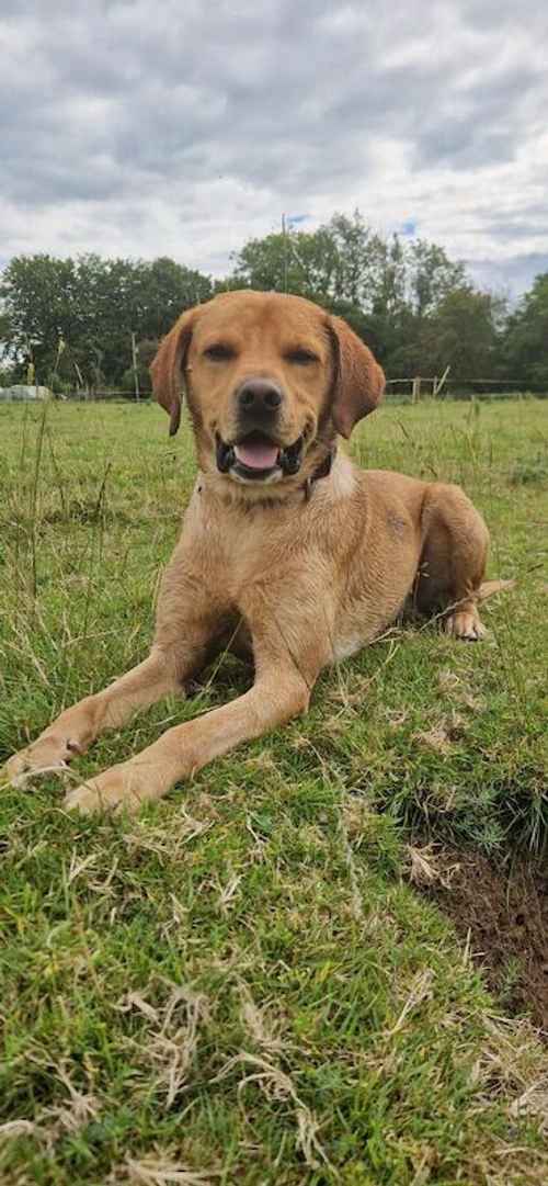 Fox Red Labrador Retriever for sale in Belfast, Belfast