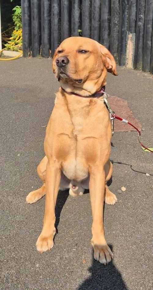 Fox Red Labrador Retriever for sale in Belfast, Belfast