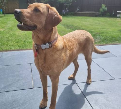 Fox Red Labradors for sale in Towcester, Northamptonshire - Image 2