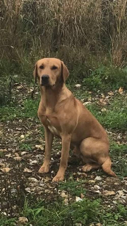 Fox Red Labradors for sale in Towcester, Northamptonshire - Image 5