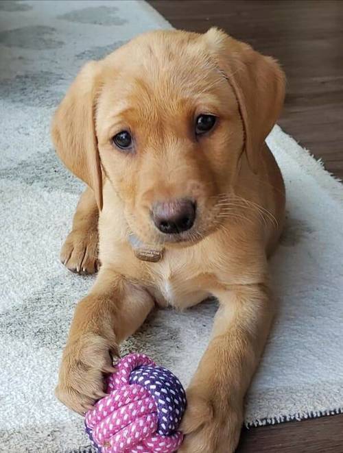 Fox Red Labradors for sale in Towcester, Northamptonshire - Image 8