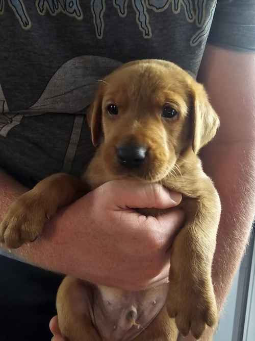 Fox red labradors for sale in Wath Upon Dearne, South Yorkshire