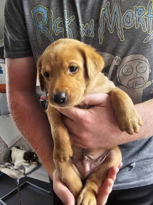 Fox red labradors for sale in Wath Upon Dearne, South Yorkshire - Image 2