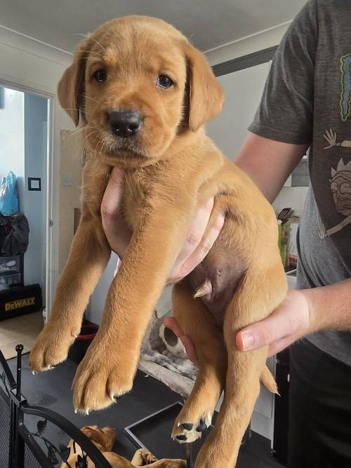 Fox red labradors for sale in Wath Upon Dearne, South Yorkshire - Image 3