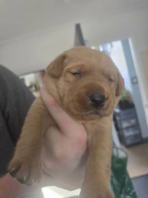 Fox red labradors for sale in Wath Upon Dearne, South Yorkshire - Image 5