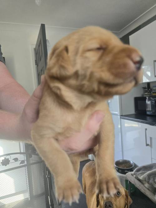 Fox red labradors for sale in Wath Upon Dearne, South Yorkshire - Image 6