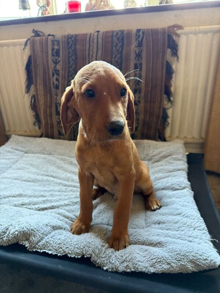 Fox Red Labradors