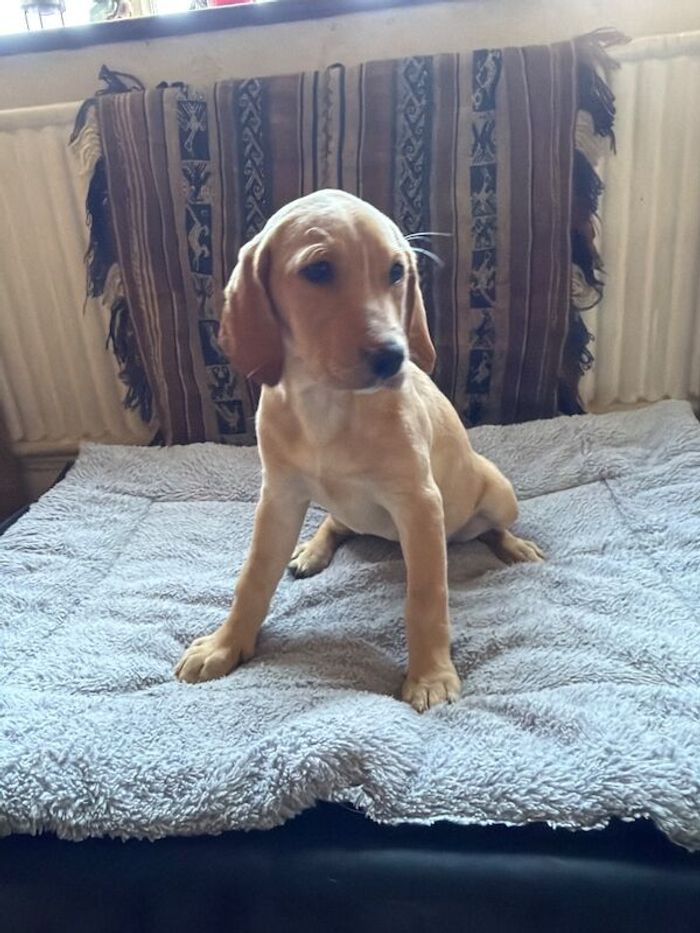Fox Red Labradors