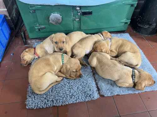 Fox Red Labradors - Fully Health Tested Parents for sale in Cheshire 