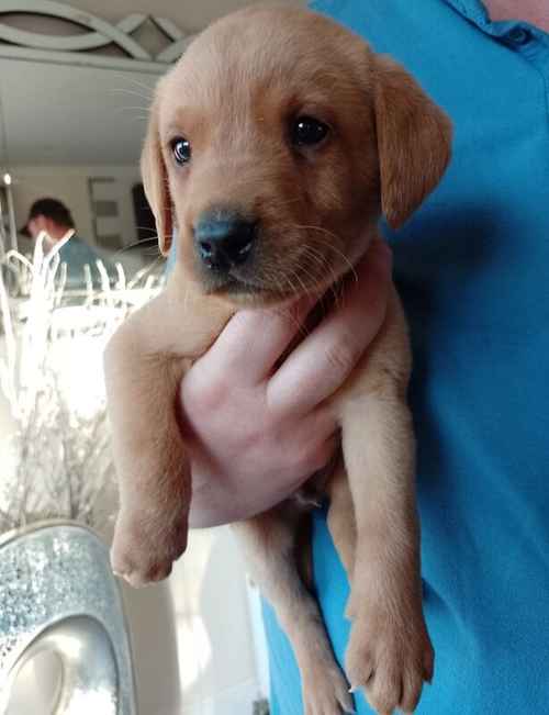 ***Ready Now*** Fox Red Labrador 5 Generation Pedigree for sale in Glenrothes, Fife