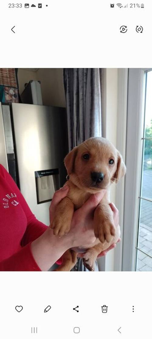 ***Ready Now*** Fox Red Labrador 5 Generation Pedigree for sale in Glenrothes, Fife - Image 3