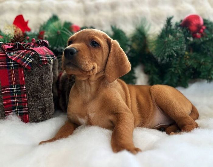 Labrador Retriever puppies for sale in Carlisle, Cumbria – KC registered, 9 weeks old