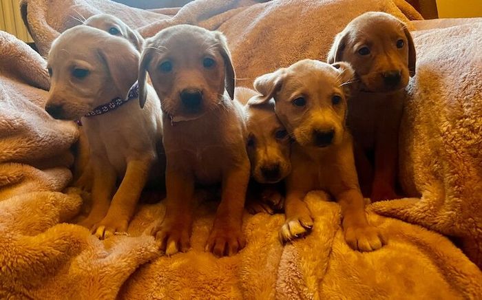 fox red labs