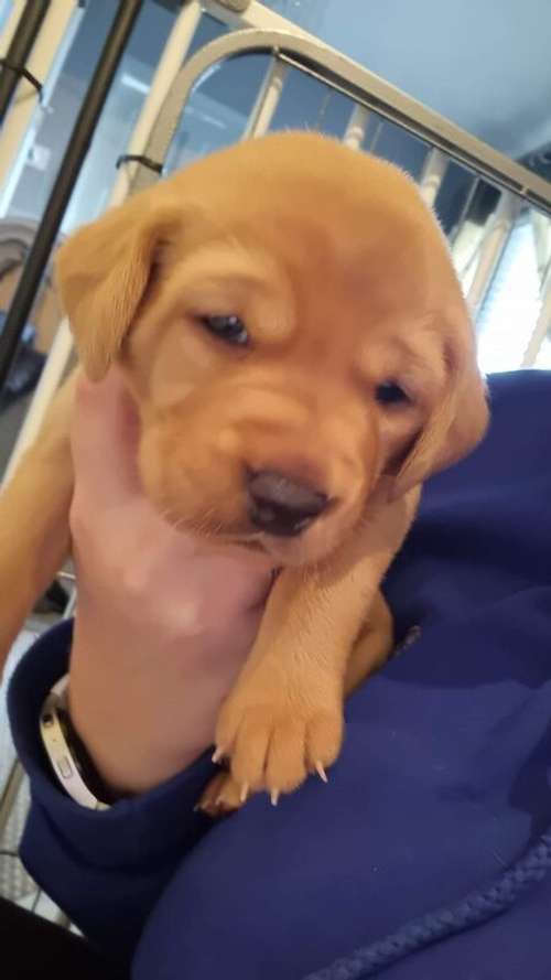 Fox Red Puppies for sale in Rotherham, South Yorkshire