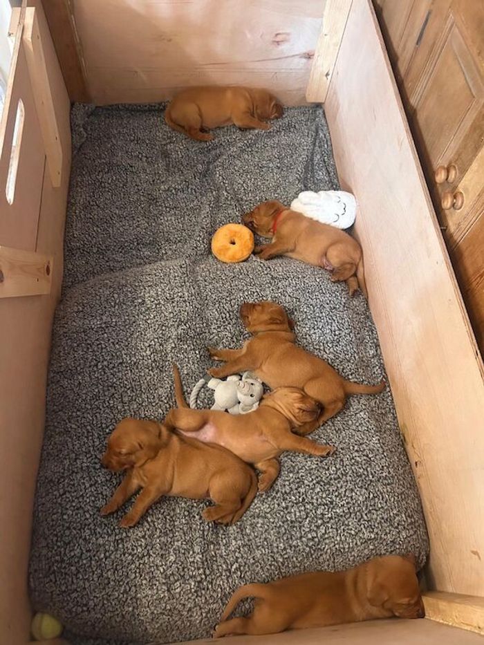 Fox Red Puppies - Image 5 of 6