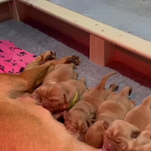 Stunning Fox Red Puppies - KC Registered for sale in Aberdeen, Aberdeen City