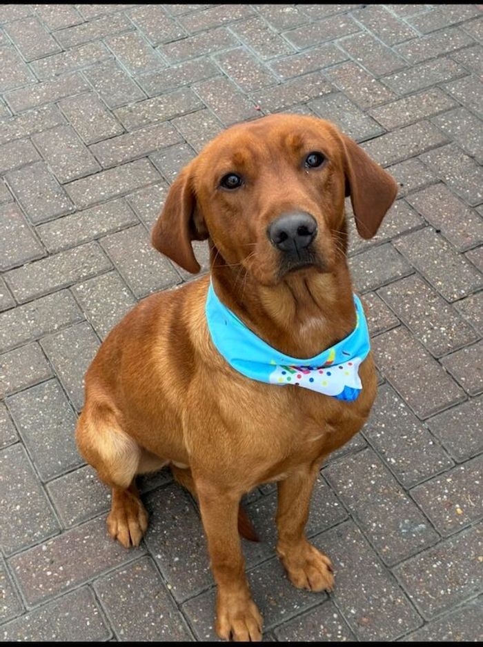 Fox red stud - Image 3 of 3