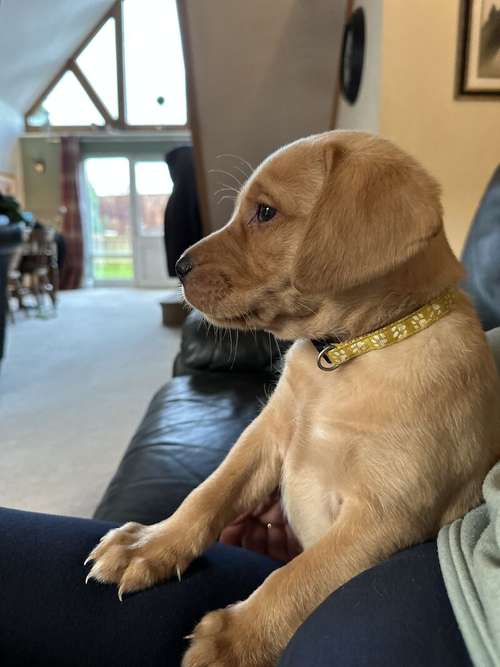 Fox Red KC Reg Health Tested Labrador Puppies for sale in Frodsham, Cheshire