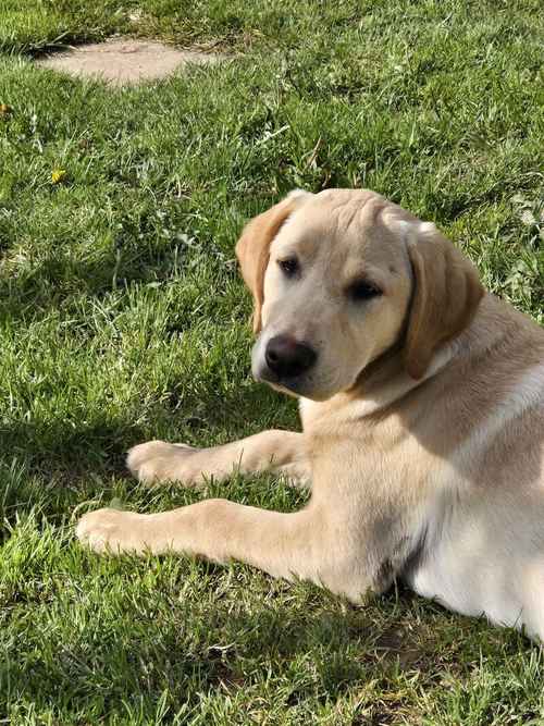 Yellow Labrador Pup for sale in Milford Haven/Aberdaugleddau, Pembrokeshire