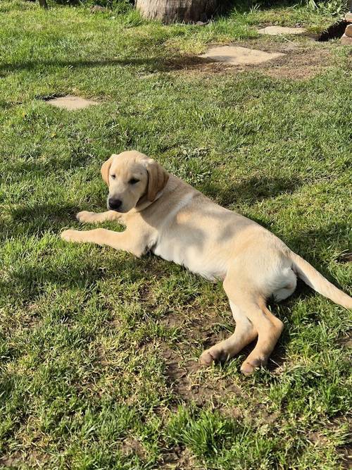 Yellow Labrador Pup for sale in Milford Haven/Aberdaugleddau, Pembrokeshire - Image 2