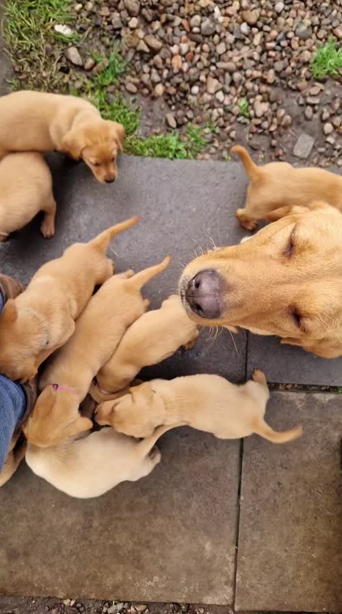 FARLARY LABRADOR PUPS for sale in Golspie, Highland