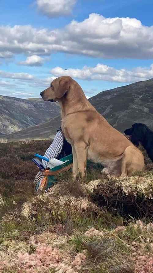 Fox red/ yellow labs for sale in Charlestown of Aberlour, Moray